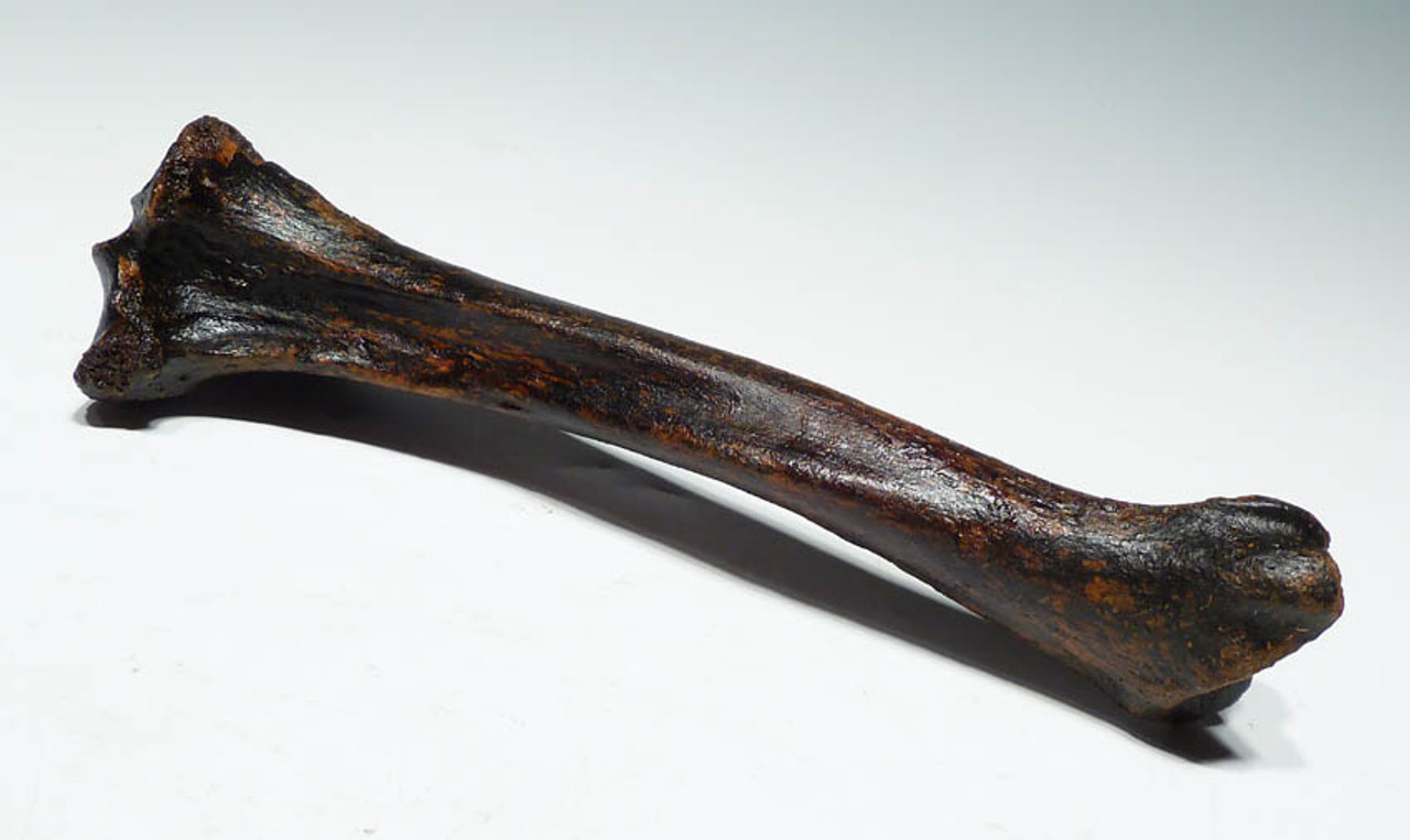 LMX054 - RARE COMPLETE EUROPEAN CAVE HYENA  LEFT TIBIA LEG BONE WITH UNUSUALLY FINE PRESERVATION