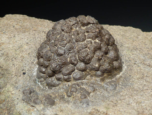 LIFE-LIFE PERMIAN FOSSIL CYANOBACTERIA NOSTOC BALL COLONY ON HOST ROCK *ST002