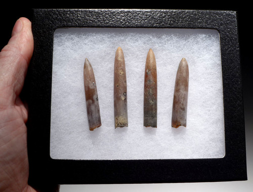 FOUR TRANSLUCENT DINOSAUR ERA BELEMNITE FOSSILS OF GONIOTEUTHIS *BEL114