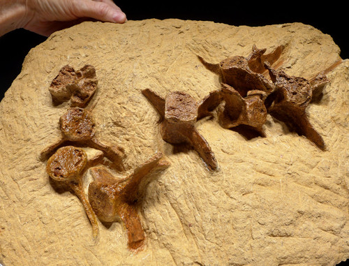 Whale Fossil Tooth Bones Teeth For Sale Odontocete Cetacean Fossils Popular dolphin for teeth of good quality and at affordable prices you can buy on aliexpress. whale fossil tooth bones teeth for sale