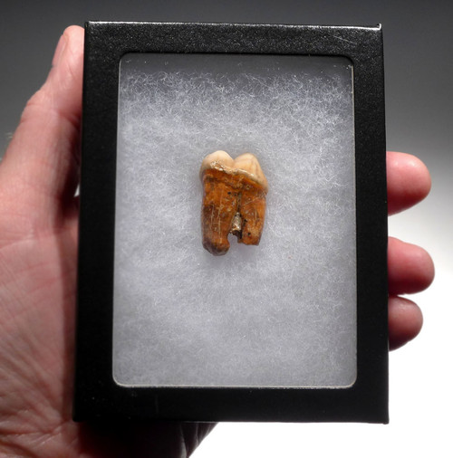 BEAUTIFUL CAVE BEAR FOSSIL MOLAR TOOTH FROM DRACHENHOHLE DRAGONS CAVE IN AUSTRIA  *LM40-201 BEAUTIFUL CAVE BEAR FOSSIL MOLAR TOOTH FROM DRACHENHOHLE DRAGONS CAVE IN AUSTRIA  *LM40-201