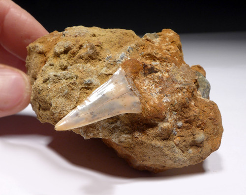 FOSSIL GIANT EXTINCT MAKO SHARK TOOTH ISURUS HASTALIS IN MATRIX FROM SHARKTOOTH HILL CALIFORNIA  *STH007 FOSSIL GIANT EXTINCT MAKO SHARK TOOTH ISURUS HASTALIS IN MATRIX FROM SHARKTOOTH HILL CALIFORNIA  *STH007