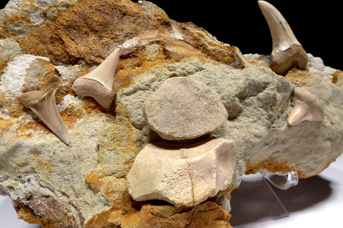 IMPRESSIVE SHARKTOOTH HILL CALIFORNIA FOSSIL MATRIX WITH PLANUS AND HASTALIS MAKO FOSSIL SHARK TEETH  *STH004