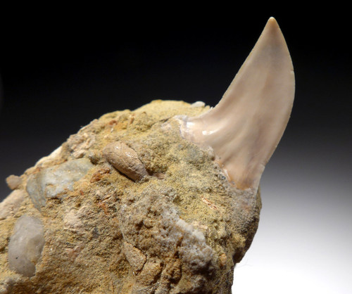 AS FOUND INSITU FOSSIL ISURUS PLANUS HOOKED-TOOTH MAKO SHARK TOOTH FROM SHARKTOOTH HILL CALIFORNIA  *STH018