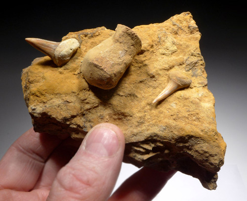 EXTINCT HASTALIS MAKO FOSSIL SHARK TEETH AND BONE IN SHARKTOOTH HILL CALIFORNIA SANDSTONE  *STH031 EXTINCT HASTALIS MAKO FOSSIL SHARK TEETH AND BONE IN SHARKTOOTH HILL CALIFORNIA SANDSTONE  *STH031
