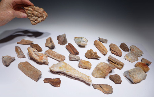 COLLECTION OF 30 EXCELLENT FOSSIL DINOSAUR AND REPTILE PARTIAL BONES  *BONELOT18