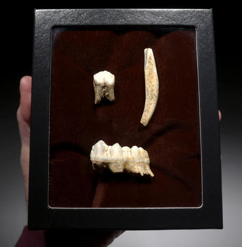 RARE WILD BOAR FOSSIL TOOTH SET FROM A CAVE IN THE ARDENNES FOREST BELGIUM   *LMX290