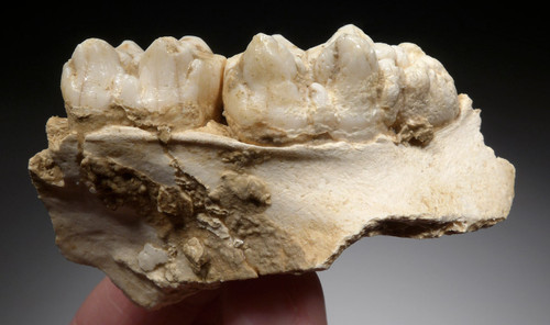 PARTIAL ICE AGE WILD BOAR CAVE FOSSIL MAXILLA WITH TEETH FROM A CAVE HYENA DEN IN THE ARDENNES FOREST BELGIUM   *LMX286