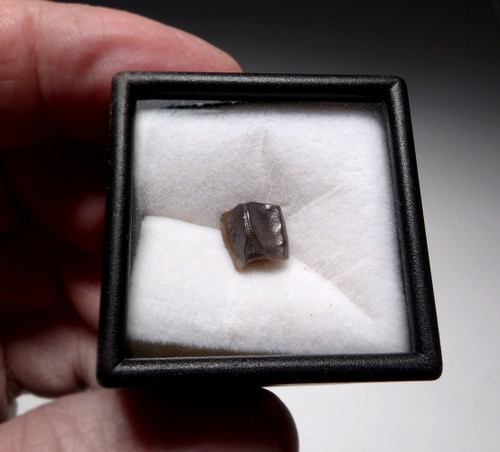 EDMONTOSAURUS HADROSAUR "DUCK-BILLED" FOSSIL DINOSAUR TOOTH  *DT8-100