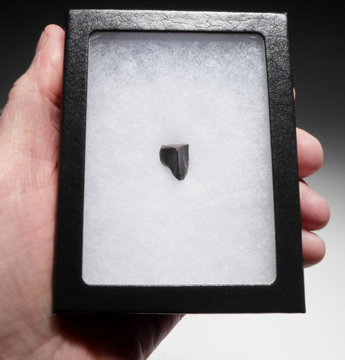 EXCELLENT EDMONTOSAURUS HADROSAUR "DUCK-BILLED" FOSSIL DINOSAUR TOOTH  *DT8-114 EXCELLENT EDMONTOSAURUS HADROSAUR "DUCK-BILLED" FOSSIL DINOSAUR TOOTH  *DT8-114