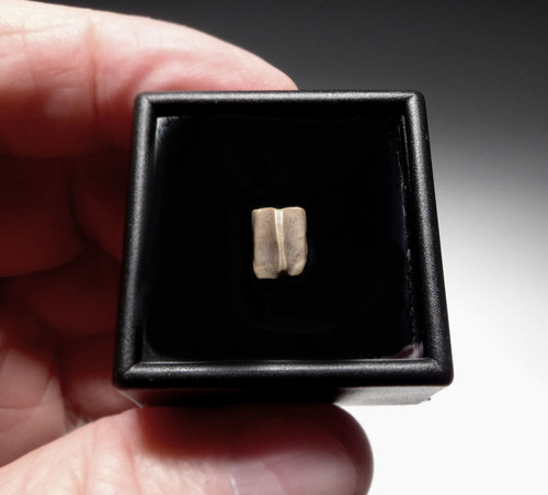 EDMONTOSAURUS HADROSAUR "DUCK-BILLED" FOSSIL DINOSAUR TOOTH  *DT8-101