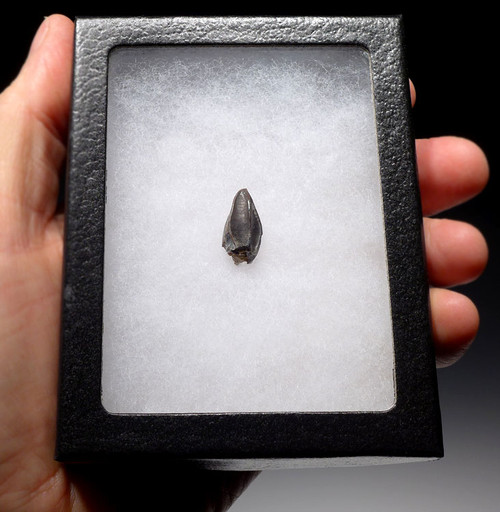 SUPREME EDMONTOSAURUS HADROSAUR DINOSAUR TOOTH WITH UNWORN CROWN  *DT7-031