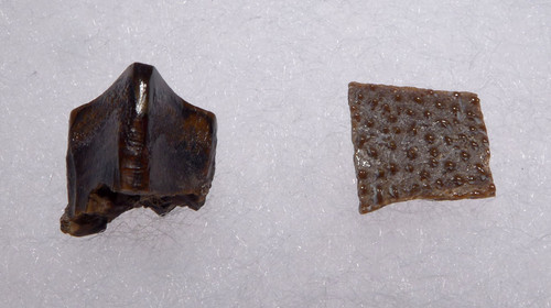 CONTINUOOLITHUS DINOSAUR EGG SHELL AND HADROSAUR TOOTH FOSSILS FROM TWO MEDICINE FORMATION  *DT19-052 CONTINUOOLITHUS DINOSAUR EGG SHELL AND HADROSAUR TOOTH FOSSILS FROM TWO MEDICINE FORMATION  *DT19-052