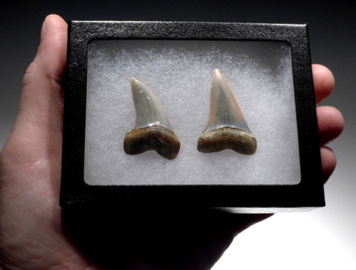 ISURUS PLANUS AND HASTALIS FOSSIL MAKO SHARK TEETH FROM SHARKTOOTH HILL CALIFORNIA  *SHX121