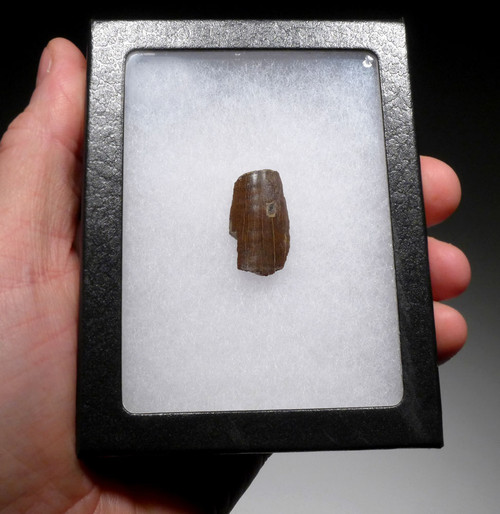 TYRANNOSAURUS T REX DINOSAUR TOOTH FRAGMENT WITH ENAMEL  *DT18-134 TYRANNOSAURUS T REX DINOSAUR TOOTH FRAGMENT WITH ENAMEL  *DT18-134