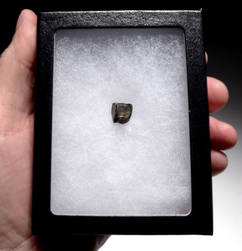 EXCELLENT EDMONTOSAURUS HADROSAUR "DUCK-BILLED" FOSSIL DINOSAUR TOOTH  *DT7-240 EXCELLENT EDMONTOSAURUS HADROSAUR "DUCK-BILLED" FOSSIL DINOSAUR TOOTH  *DT7-240