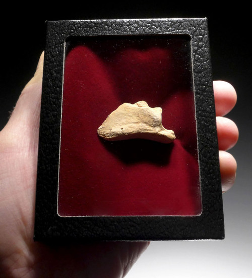 RARE ICE AGE CAPRA IBEX FOSSIL FORELEG HOOF  *LM42-004 RARE ICE AGE CAPRA IBEX FOSSIL FORELEG HOOF  *LM42-004