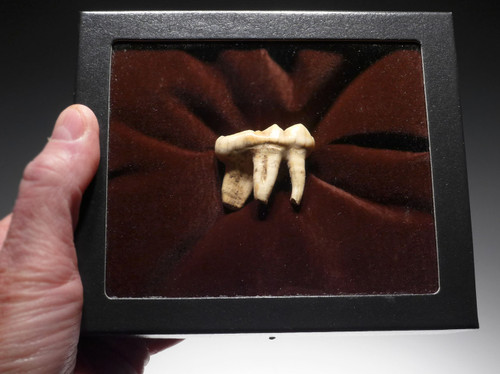 LARGE PRIMARY CAVE BEAR MOLAR WITH ROOTS FROM THE ARDENNES FOREST OF BELGIUM  *LMX307