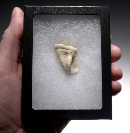 ARDENNES FOREST BELGIUM CAVE BEAR FOSSIL MOLAR TOOTH FROM RARE LOCATION  *LM40-216 ARDENNES FOREST BELGIUM CAVE BEAR FOSSIL MOLAR TOOTH FROM RARE LOCATION  *LM40-216