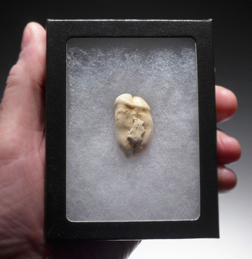 ARDENNES FOREST BELGIUM CAVE BEAR FOSSIL PREMOLAR TOOTH WITH ROOT  *LM40-202 ARDENNES FOREST BELGIUM CAVE BEAR FOSSIL PREMOLAR TOOTH WITH ROOT  *LM40-202