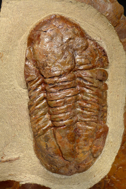 RARE COLORFUL ORDOVICIAN PLATYPELTOIDES ASAPHUS TRILOBITE FOSSIL FROM THE FEZOUATA FORMATION  *TRRD04