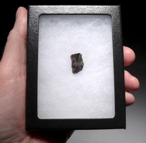 TRICERATOPS DINOSAUR TOOTH FOSSIL HELL CREEK  *DTX13