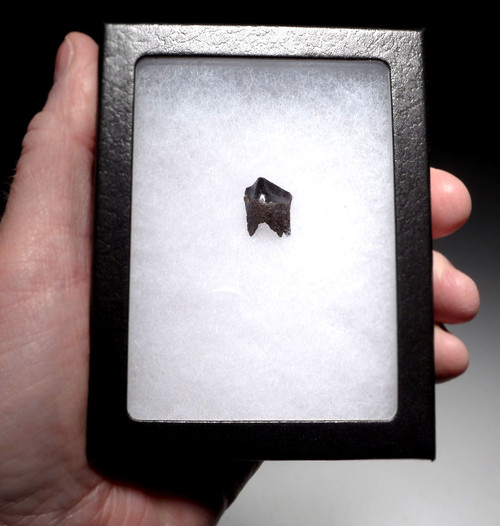 TRICERATOPS DINOSAUR TOOTH FOSSIL HELL CREEK  *DTX9