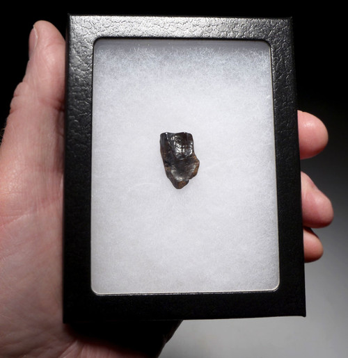 TRICERATOPS DINOSAUR TOOTH FOSSIL HELL CREEK  *DTX14