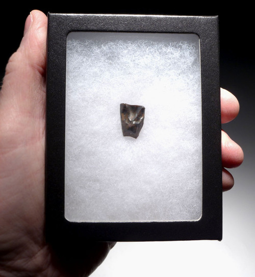 TRICERATOPS DINOSAUR TOOTH FOSSIL HELL CREEK  *DTX5