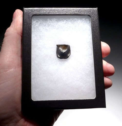 TRICERATOPS DINOSAUR TOOTH FOSSIL HELL CREEK  *DTX6