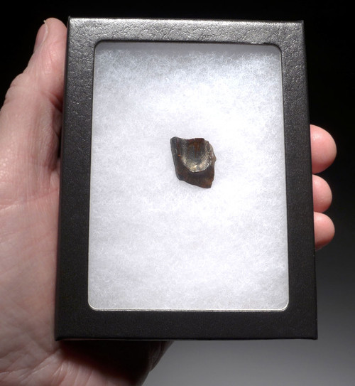 TRICERATOPS DINOSAUR TOOTH FOSSIL HELL CREEK  *DTX42