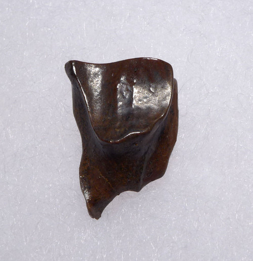 TRICERATOPS FOSSIL DINOSAUR TOOTH  *DTX40