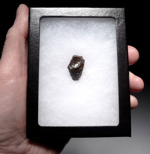 TRICERATOPS FOSSIL DINOSAUR TOOTH  *DTX31