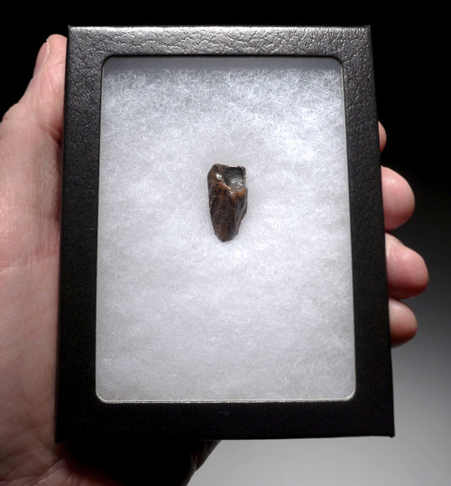 TRICERATOPS FOSSIL DINOSAUR TOOTH  *DTX36