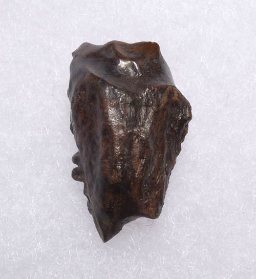 TRICERATOPS FOSSIL DINOSAUR TOOTH  *DTX47