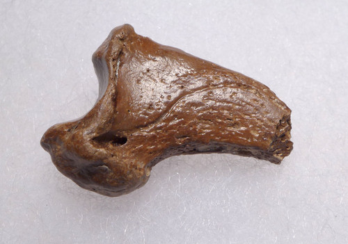 FOSSIL CAVE BEAR URSUS SPELAEUS CLAW FROM THE FAMOUS DRACHENHOHLE DRAGONS CAVE IN AUSTRIA  *LM40X5