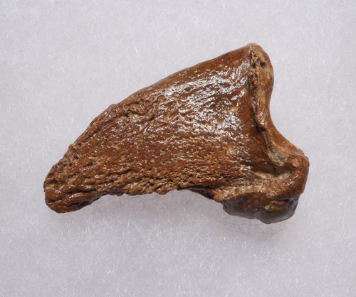 FOSSIL CAVE BEAR URSUS SPELAEUS CLAW FROM THE FAMOUS DRACHENHOHLE DRAGONS CAVE IN AUSTRIA  *LM40X12