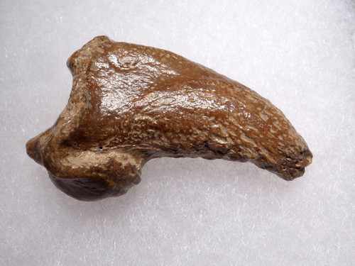 FOSSIL CAVE BEAR URSUS SPELAEUS CLAW FROM THE FAMOUS DRACHENHOHLE DRAGONS CAVE IN AUSTRIA  *LM40X21