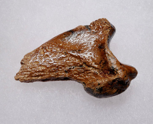 FOSSIL CAVE BEAR URSUS SPELAEUS CLAW FROM THE FAMOUS DRACHENHOHLE DRAGONS CAVE IN AUSTRIA  *LM40X13