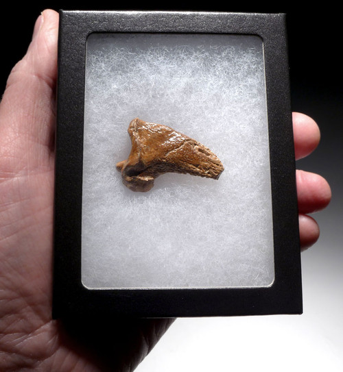 FOSSIL CAVE BEAR URSUS SPELAEUS CLAW FROM THE FAMOUS DRACHENHOHLE DRAGONS CAVE IN AUSTRIA  *LM40X1