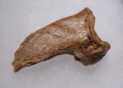 BEST OF THE COLLECTION FOSSIL CAVE BEAR URSUS SPELAEUS CLAW FROM THE FAMOUS DRACHENHOHLE DRAGONS CAVE IN AUSTRIA  *LM40X32