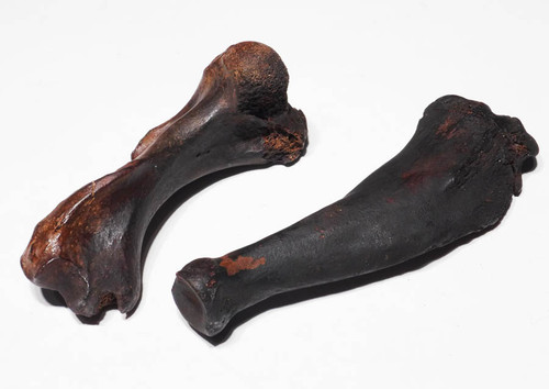 TWO COMPLETE PREHISTORIC SEAL LIMB BONES FROM THE SOUTHEAST UNITED STATES *LMX089
