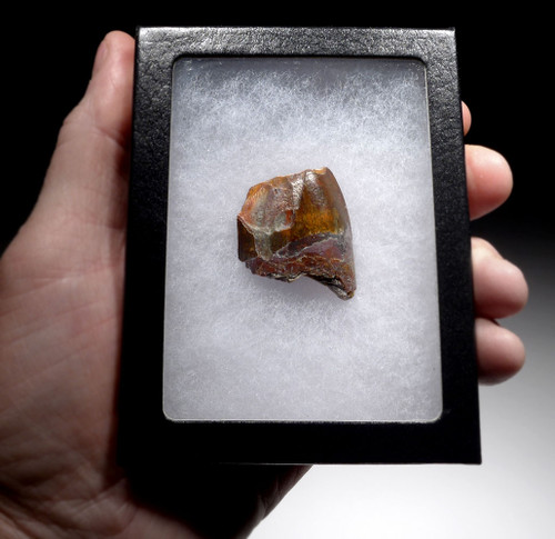 ROBUST CARCHARODONTOSAURUS DINOSAUR FOSSIL TOOTH WITH BRUTAL FEEDING WEAR FROM A LARGE DINOSAUR  *DT2-119 ROBUST CARCHARODONTOSAURUS DINOSAUR FOSSIL TOOTH WITH BRUTAL FEEDING WEAR FROM A LARGE DINOSAUR  *DT2-119