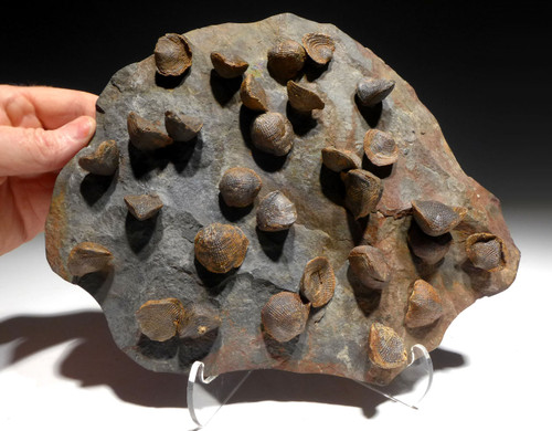 LARGE DEVONIAN ATRYPA BRACHIOPOD FOSSIL COLONY FROM SITE OF OLDEST TETRAPOD FOOTPRINTS  *BR030 LARGE DEVONIAN ATRYPA BRACHIOPOD FOSSIL COLONY FROM SITE OF OLDEST TETRAPOD FOOTPRINTS  *BR030