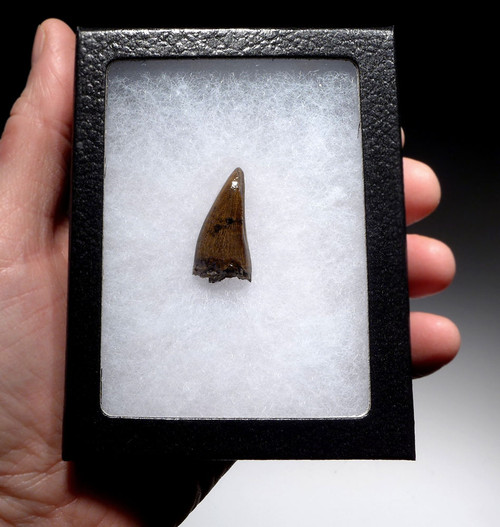 SUPERB UNBROKEN FOSSIL DASPLETOSAURUS TYRANNOSAUR DINOSAUR TOOTH  *DT18-119 SUPERB UNBROKEN FOSSIL DASPLETOSAURUS TYRANNOSAUR DINOSAUR TOOTH  *DT18-119