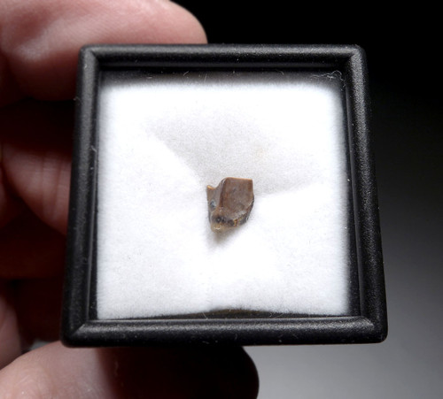 EDMONTOSAURUS HADROSAUR "DUCK-BILLED" FOSSIL DINOSAUR TOOTH  *DT8-127