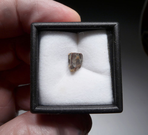 EDMONTOSAURUS HADROSAUR "DUCK-BILLED" FOSSIL DINOSAUR TOOTH  *DT8-122