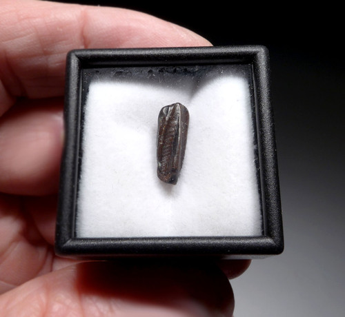 TOP QUALITY FOSSIL DINOSAUR TOOTH FROM AN EDMONTOSAURUS HADROSAUR  *DT8-131 TOP QUALITY FOSSIL DINOSAUR TOOTH FROM AN EDMONTOSAURUS HADROSAUR  *DT8-131