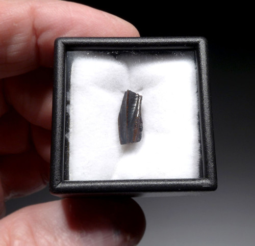 TOP QUALITY FOSSIL DINOSAUR TOOTH FROM AN EDMONTOSAURUS HADROSAUR  *DT8-135 TOP QUALITY FOSSIL DINOSAUR TOOTH FROM AN EDMONTOSAURUS HADROSAUR  *DT8-135