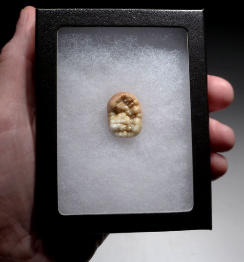 FOSSIL MOLAR TOOTH FROM AN ARDENNES FOREST BELGIUM CAVE BEAR  *LMX330 FOSSIL MOLAR TOOTH FROM AN ARDENNES FOREST BELGIUM CAVE BEAR  *LMX330